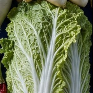 배추 실사 사진
